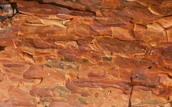 Texture of Bark Pine Tree — Stock Photo, Image