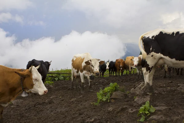 Vacas leiteiras em uma fazenda — Fotografia de Stock