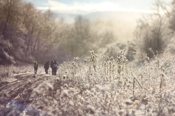 在白雪皑皑的森林景观冬天阳光路 — 图库照片