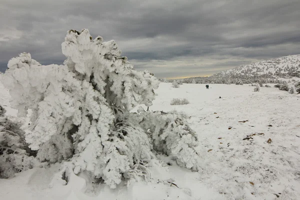 雪に覆われた森林景観における冬の日当たりの良い道路 — ストック写真