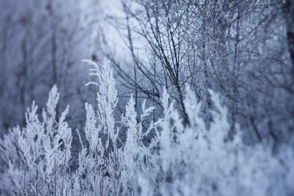 Plantas congeladas, fondo de invierno —  Fotos de Stock