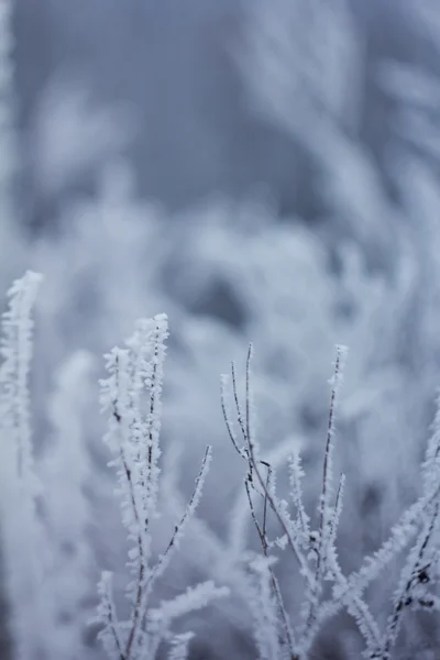 Plantas congeladas, fondo de invierno —  Fotos de Stock