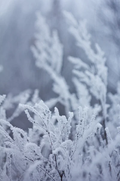 Plantas congeladas, fondo de invierno —  Fotos de Stock