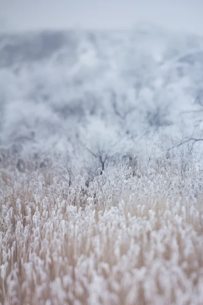 Doux fond de neige d'hiver — Photo