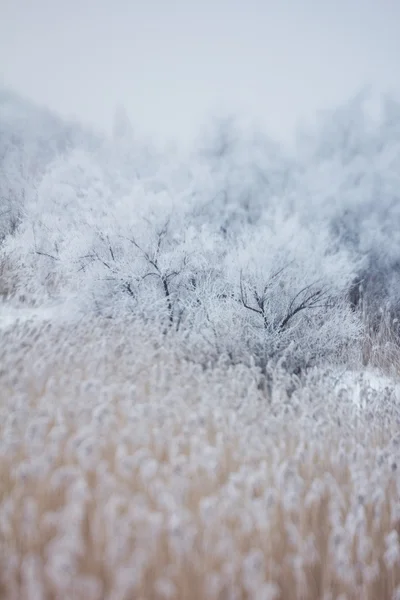 부드러운 겨울 눈 배경 — 스톡 사진
