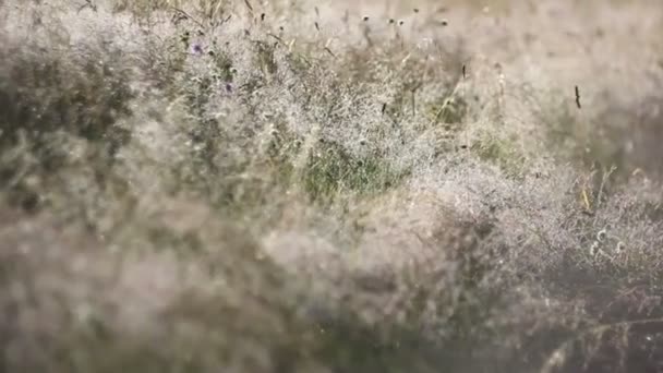 Rocío temprano en la mañana y heladas en una hierba, fondo natural — Vídeo de stock