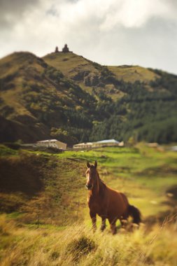 çim atı ile pastoral manzara