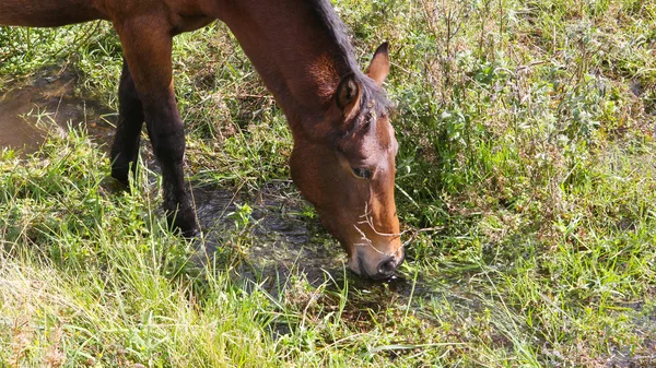 Portrét pití hnědé koně v řece — Stock fotografie