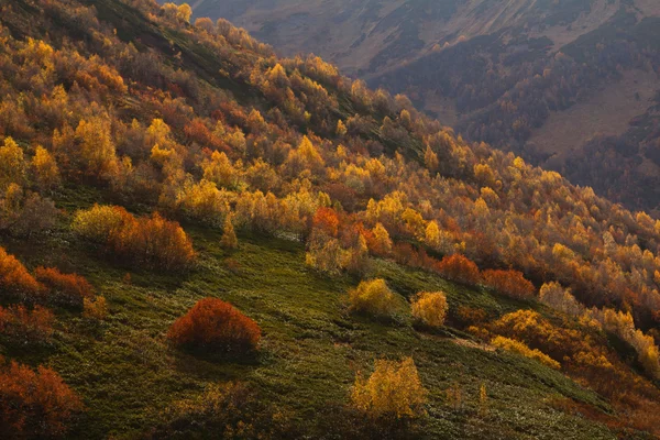 Il paesaggio autunnale di montagna con foresta colorata — Foto Stock