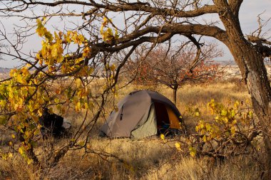 sonbahar manzara turist çadır sararmış ağacının altında