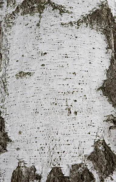 Textur der Birkenrinde aus nächster Nähe — Stockfoto