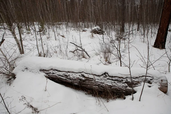 Stump of softwood in the winter forest. — Stock Photo, Image