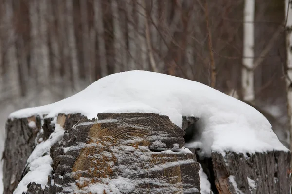 Stump of softwood in the winter forest. — Stock Photo, Image