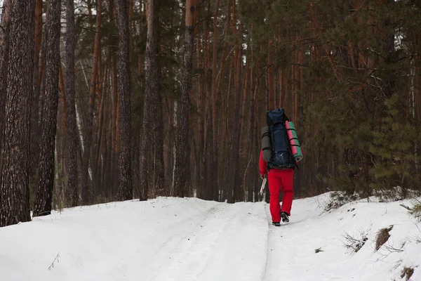 Randonneurs masculins en forêt — Photo