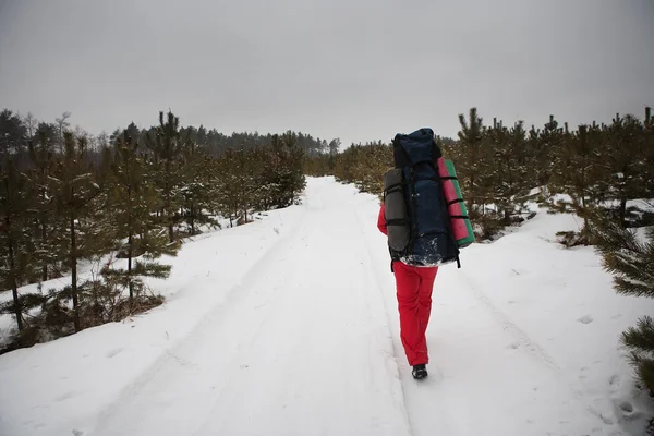 Manliga vandrare i skogen — Stockfoto