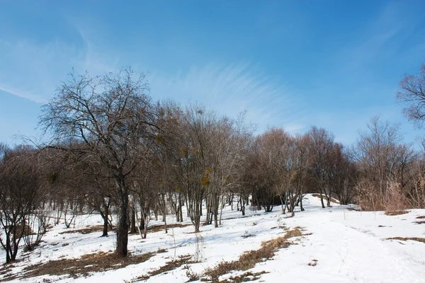 Zimowy park w śniegu — Zdjęcie stockowe