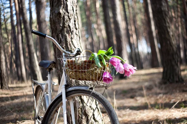 Oude fiets met bloemen in de mand, het bos — Stockfoto