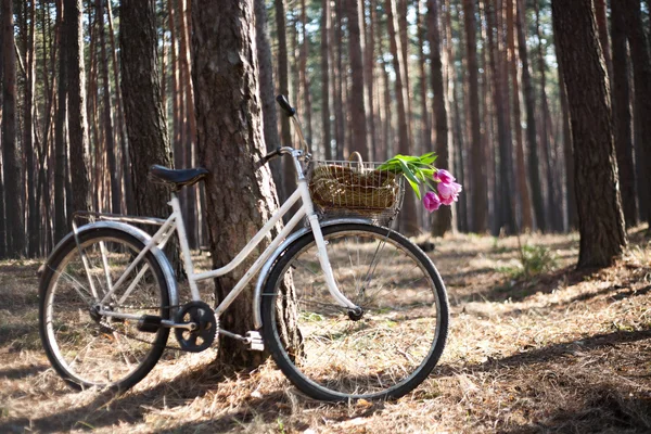 Gammal cykel med blommor i korg, skogen — Stockfoto