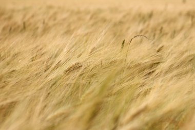 altın buğday alan arka plan