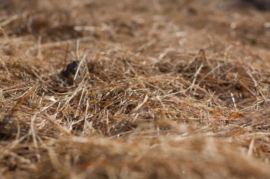 Dokular saman rengine yakın. Çiftlik hayvanları ve inşaat malzemeleri için yem.