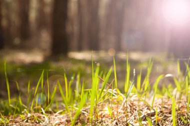 Parlak güneş ışığı ile yeşil çimen