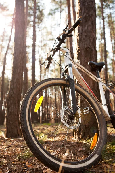 Rowerów w pobliżu drzewa w lesie, latem lub wiosną — Zdjęcie stockowe