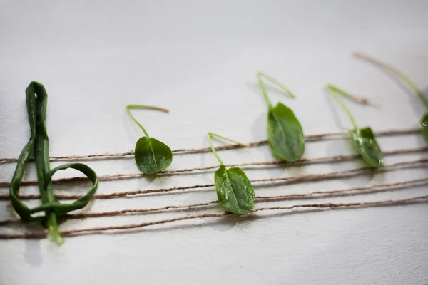 Musical note from green leaves, white background Stock Picture