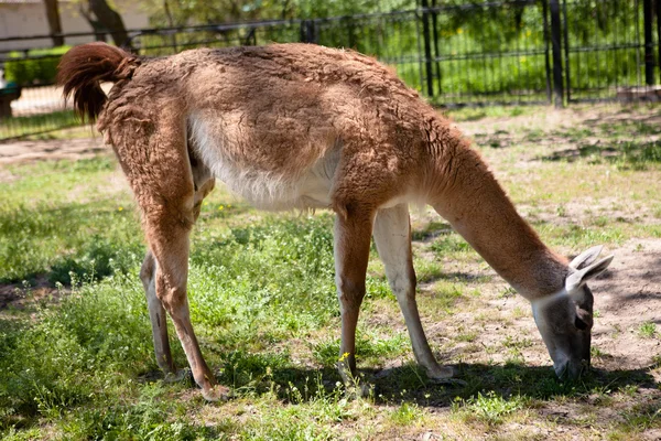 Lama jíst trávu za slunečného dne — Stock fotografie