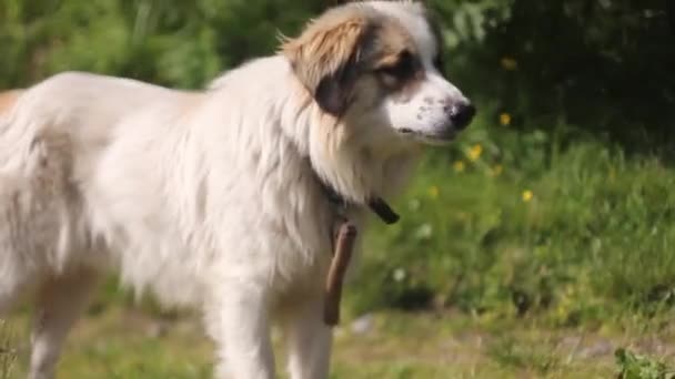 Dogs guard the sheep on the mountain pasture-Carpathians, Ukraine — Stock Video