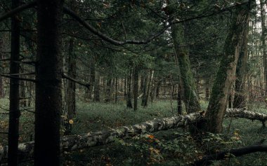 Losinoostrovsky Orman Parkı soğuk ve nemli bir sonbahar gününde