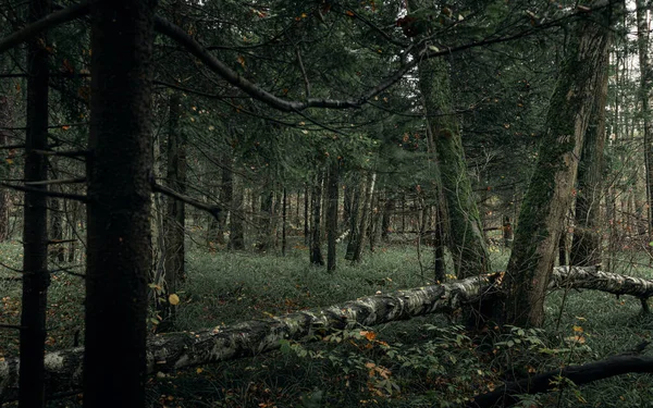 Losinoostrovsky Erdei Park Egy Hideg Nedves Őszi Napon — Stock Fotó