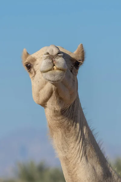 Retrato Close Uma Expressão Facial Camelo Dromedário Deserto Com Sua — Fotografia de Stock