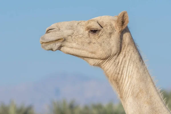 Vista Laterale Primo Piano Dromedario Del Deserto Espressione Facciale Cammello — Foto Stock