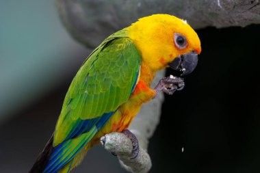 Jenday Conure (Aratinga jandaya), Brezilya 'nın kuzeydoğusunda bulunan ve Jandaya muhabbet kuşu olarak da bilinen ağaçta tünemiş bir kuş türü..