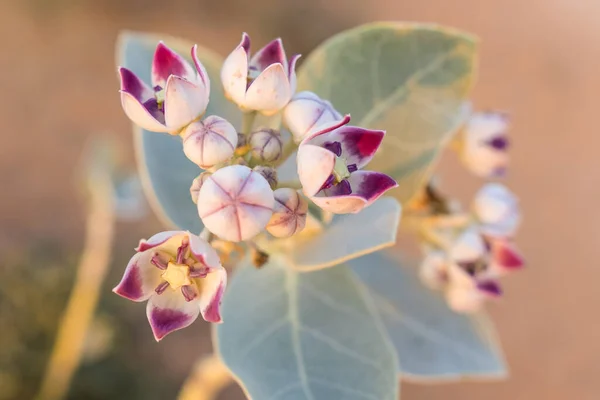 Calotropis Procera Öken Växt Närbild Suddig Bakgrund Vanliga Namn Äpple — Stockfoto