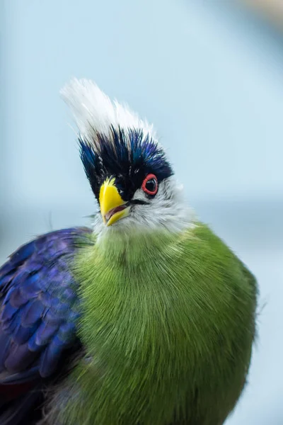 White Crested Turaco Tauraco Leucolophus Perches Rainforest Tree West Africa — Stock Photo, Image