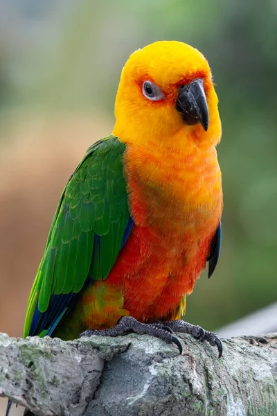 Jenday Conure Aratinga Jandaya Ültetett Egy Más Néven Jandaya Papagáj — Stock Fotó