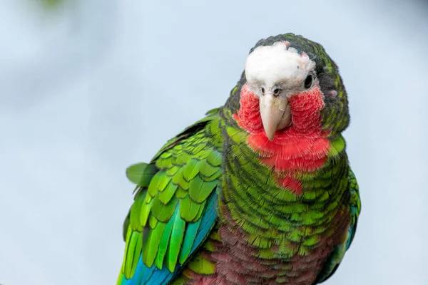 Une Amazone Cubaine Amazona Leucocephala Également Connu Sous Nom Perroquet — Photo