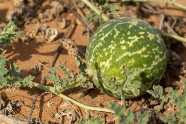 Close up of a green Desert Squash (Citrullus colocynthis) (Handhal) in the sand in the United Arab Emirates (UAE)