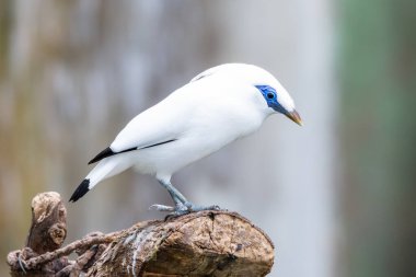 Beyaz Bali Myna (