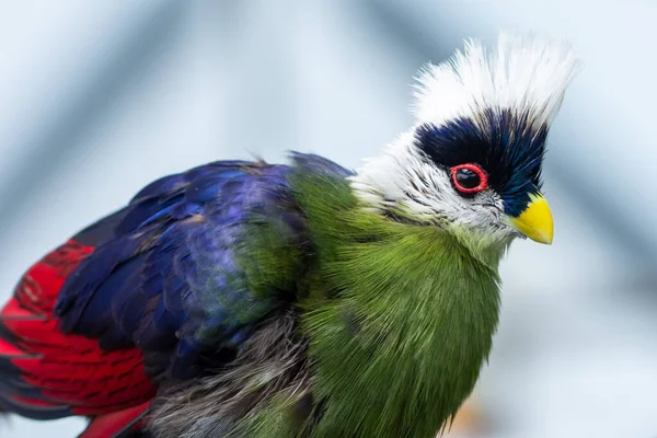 Witte Kuifturaco Tauraco Leucolophus Zit Een Regenwoudboom West Afrika Rondkijkend — Stockfoto