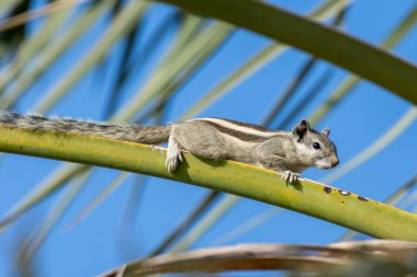 An Indian palm squirrel or three-striped palm squirrel (Funambulus palmarum) on a palm tree branch with blue sky in background in the middle east. clipart