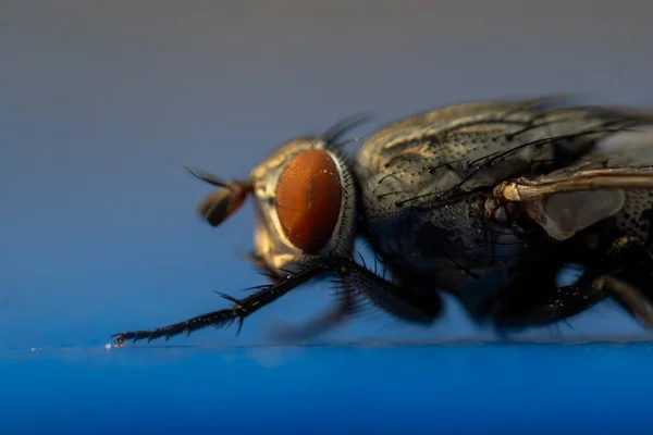 一只家蝇 Musca Domestica 在蓝色背景上的亚目Cyclorrhapha宏摄影侧视图中的非常近的视图 有选择的重点 — 图库照片