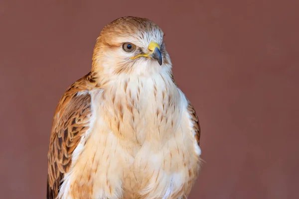 Dlouhonohý Krkavec Buteo Rufinus Zblízka Předvádí Světlé Peří Zobák — Stock fotografie