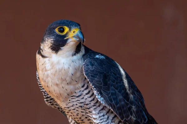 Peregrine Falcon Falco Peregrinus Muito Perto Falcoaria Manter Falcões Correr — Fotografia de Stock