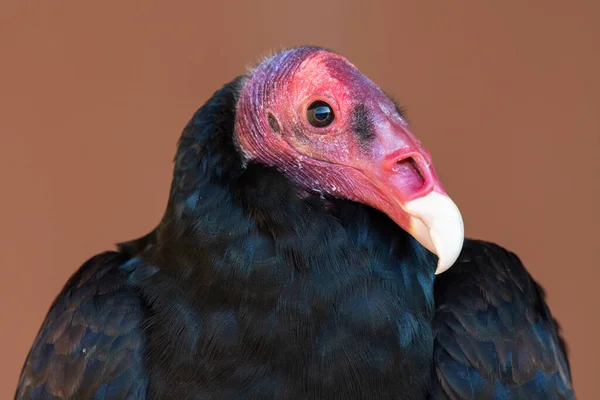 Turkey Vulture Buzzard Cathartes Aura Very Close Head Shot Showing — Stock Photo, Image
