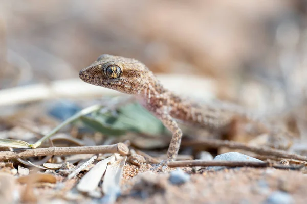 Bunopus Tuberculatus Também Conhecido Como Gecko Rock Baluch Gecko Deserto — Fotografia de Stock