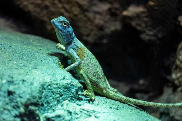 Синайский Агама Pseudotrapelus Sinaitus Ранее Agama Sinaita Близко Скале Ночью — стоковое фото