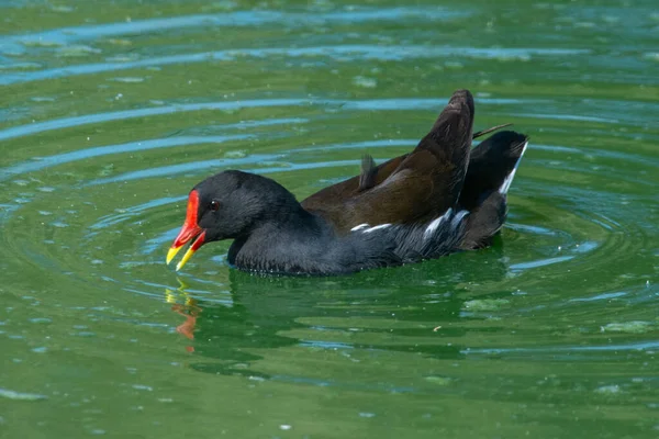 Μια Κοινή Moorhen Gallinula Chloropus Επίσης Γνωστή Νερό Κότα Βάλτο — Φωτογραφία Αρχείου