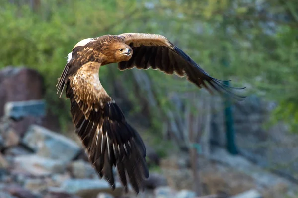 Ein Größerer Gefleckter Adler Clanga Clanga Fliegt Durch Die Bäume — Stockfoto